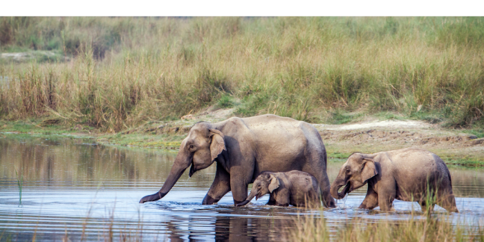 Encounter Wildlife in Bardia National Park